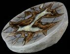 Beautiful Septarian Nodule Polished End-Cut #53260-1